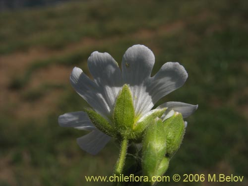 Imágen de Cerastium arvense (Cuernecita). Haga un clic para aumentar parte de imágen.