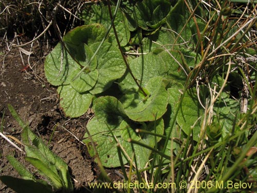 Bild von Calceolaria filicaulis ssp. filicaulis (Capachito de las vegas / Arguenita). Klicken Sie, um den Ausschnitt zu vergrössern.