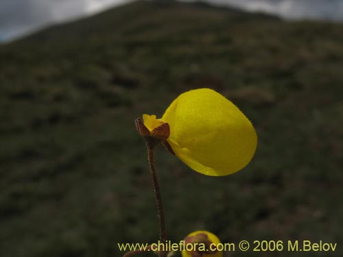 Image of Calceolaria filicaulis ssp. filicaulis (Capachito de las vegas / Arguenita). Click to enlarge parts of image.