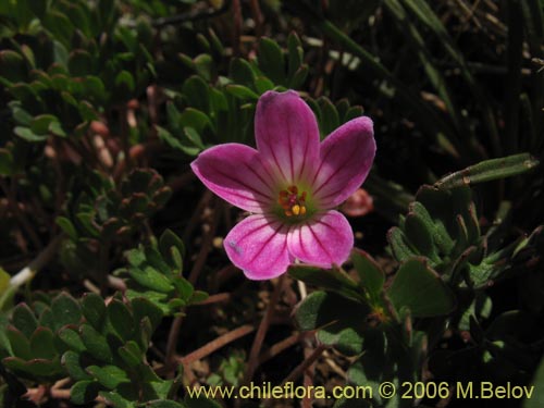 Imágen de Geranium sessiliflorum (Core-core de flores cortas). Haga un clic para aumentar parte de imágen.