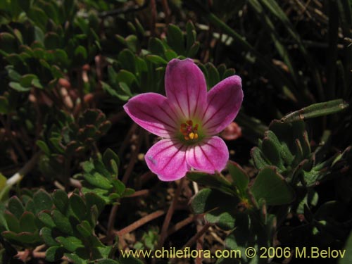 Geranium sessiliflorumの写真