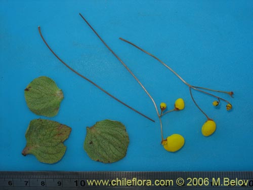 Image of Calceolaria filicaulis ssp. filicaulis (Capachito de las vegas / Arguenita). Click to enlarge parts of image.