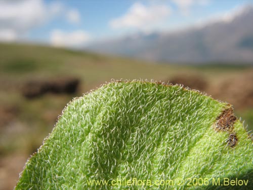 Imágen de Calceolaria filicaulis ssp. filicaulis (Capachito de las vegas / Arguenita). Haga un clic para aumentar parte de imágen.