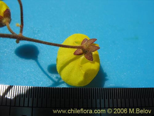 Calceolaria filicaulis ssp. filicaulis的照片