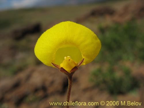 Calceolaria filicaulis ssp. filicaulis的照片