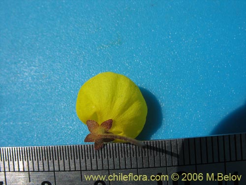 Image of Calceolaria filicaulis ssp. filicaulis (Capachito de las vegas / Arguenita). Click to enlarge parts of image.