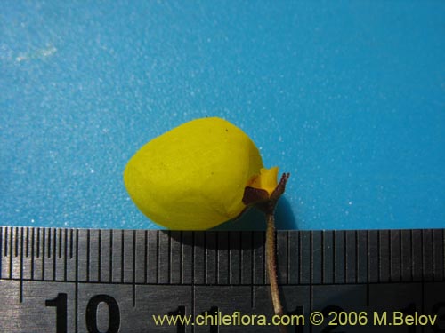 Image of Calceolaria filicaulis ssp. filicaulis (Capachito de las vegas / Arguenita). Click to enlarge parts of image.