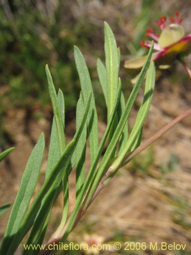 Bild von Montiopsis andicola (Renilla). Klicken Sie, um den Ausschnitt zu vergrössern.