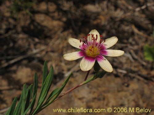 Image of Montiopsis andicola (Renilla). Click to enlarge parts of image.