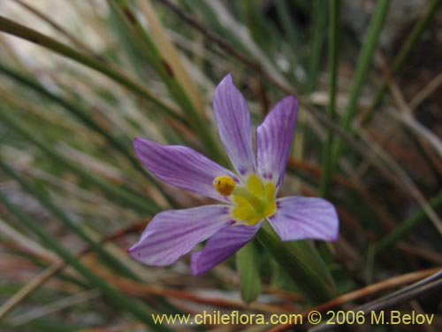 Imágen de Solenomelus segethii (Clavelillo azul). Haga un clic para aumentar parte de imágen.