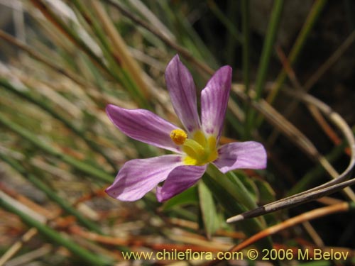 Imágen de Solenomelus segethii (Clavelillo azul). Haga un clic para aumentar parte de imágen.