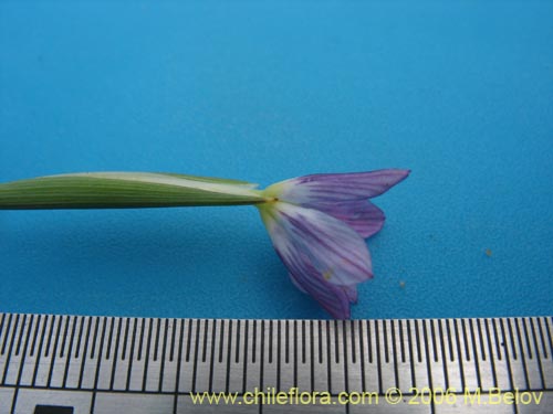 Image of Solenomelus segethii (Clavelillo azul). Click to enlarge parts of image.