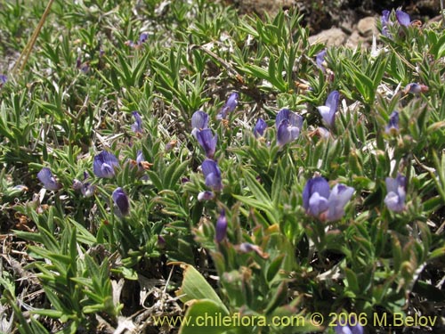 Imágen de Lathyrus sp. #1661 (). Haga un clic para aumentar parte de imágen.