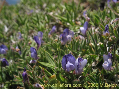 Imágen de Lathyrus sp. #1661 (). Haga un clic para aumentar parte de imágen.