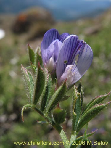 Imágen de Lathyrus sp. #1661 (). Haga un clic para aumentar parte de imágen.