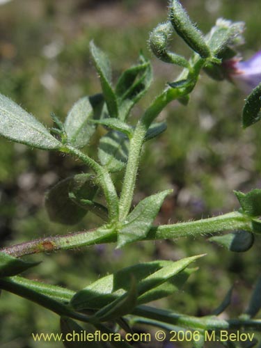 Image of Lathyrus sp. #1661 (). Click to enlarge parts of image.