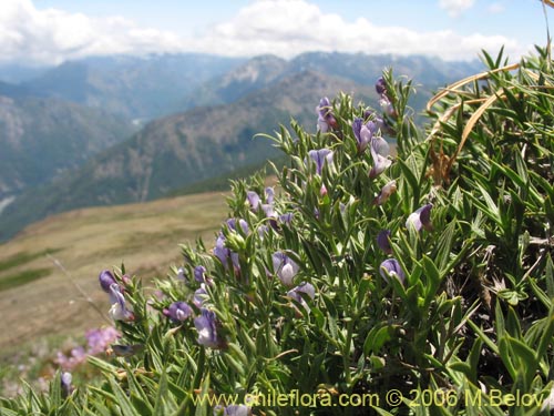 Image of Lathyrus sp. #1661 (). Click to enlarge parts of image.