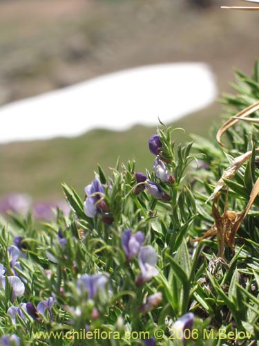 Imágen de Lathyrus sp. #1661 (). Haga un clic para aumentar parte de imágen.