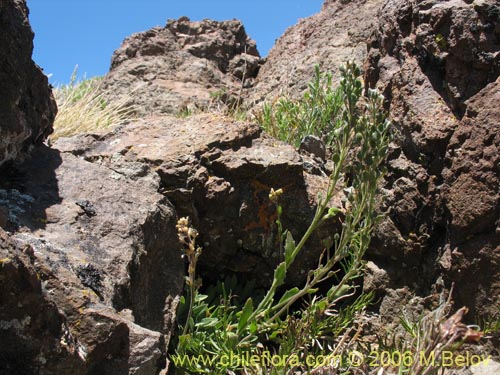 Image of Draba gilliesii (). Click to enlarge parts of image.