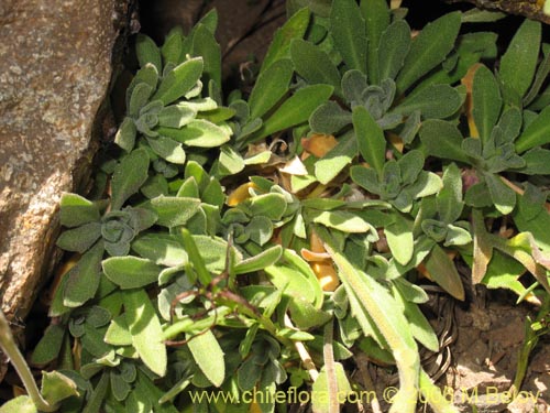 Bild von Draba gilliesii (). Klicken Sie, um den Ausschnitt zu vergrössern.