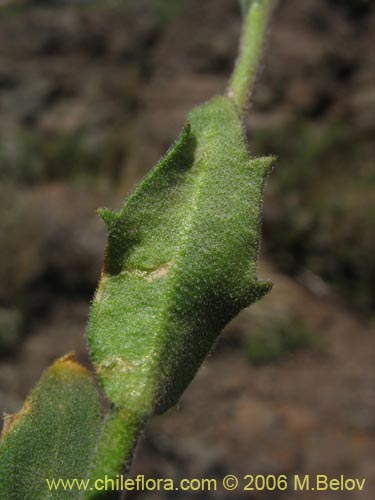 Bild von Draba gilliesii (). Klicken Sie, um den Ausschnitt zu vergrössern.