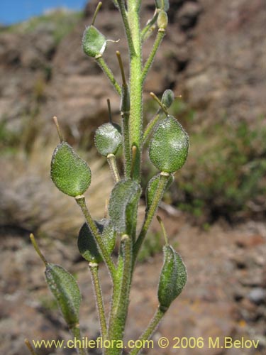 Bild von Draba gilliesii (). Klicken Sie, um den Ausschnitt zu vergrössern.