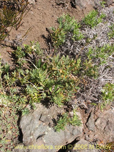 Bild von Draba gilliesii (). Klicken Sie, um den Ausschnitt zu vergrössern.