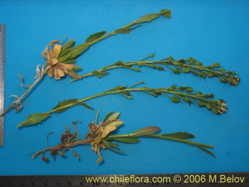 Draba gilliesii的照片