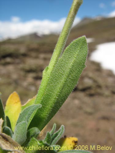 Фотография Draba gilliesii (). Щелкните, чтобы увеличить вырез.