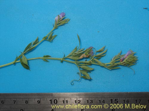 Image of Lathyrus sp.   #1661 (). Click to enlarge parts of image.