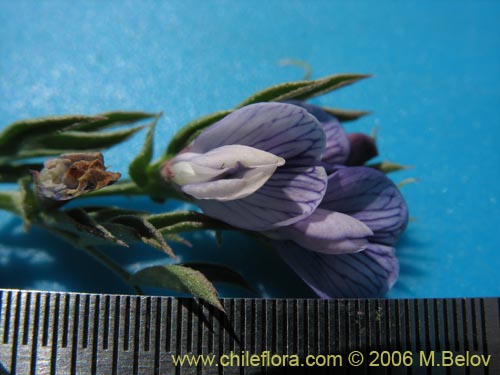 Imágen de Lathyrus sp. #1661 (). Haga un clic para aumentar parte de imágen.