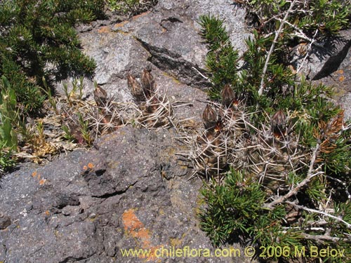 Image of Austrocactus philippii (Hiberno). Click to enlarge parts of image.