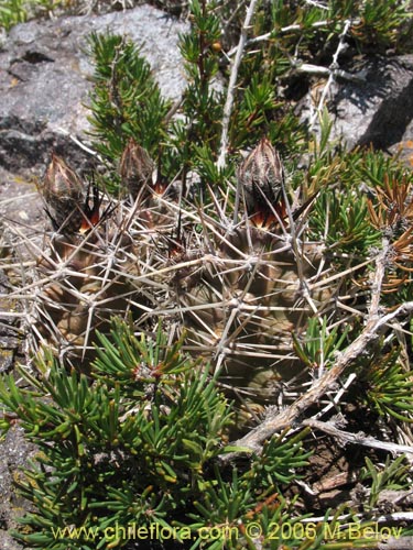 Imágen de Austrocactus philippii (Hiberno). Haga un clic para aumentar parte de imágen.