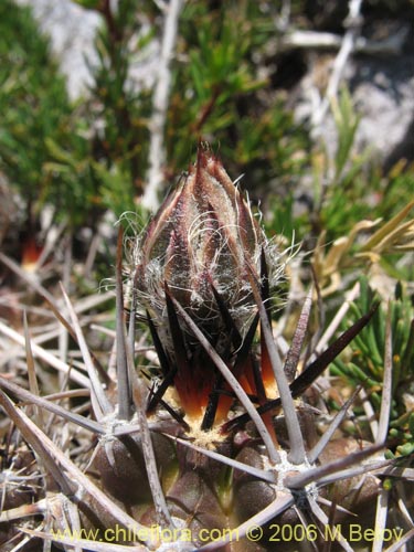 Bild von Austrocactus philippii (Hiberno). Klicken Sie, um den Ausschnitt zu vergrössern.