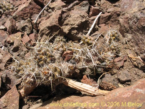 Imágen de Austrocactus philippii (Hiberno). Haga un clic para aumentar parte de imágen.