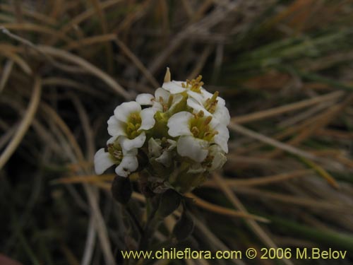 Draba gilliesii의 사진