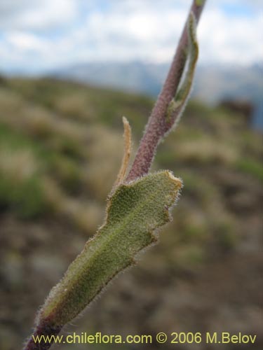 Image of Draba gilliesii (). Click to enlarge parts of image.