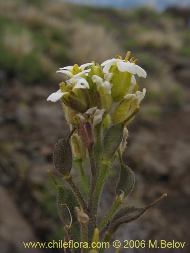 Image of Draba gilliesii (). Click to enlarge parts of image.