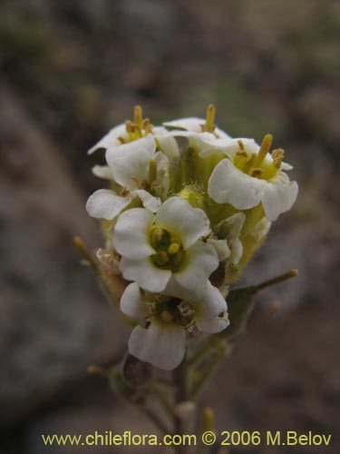 Фотография Draba gilliesii (). Щелкните, чтобы увеличить вырез.