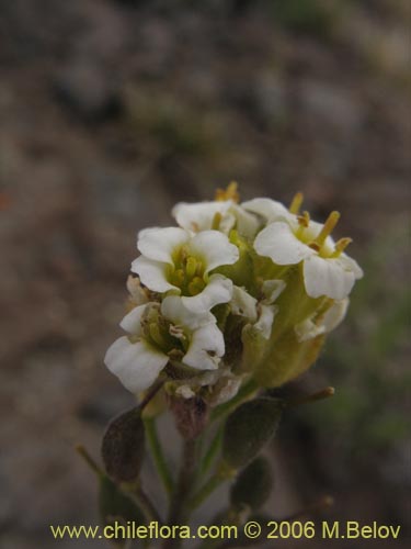 Фотография Draba gilliesii (). Щелкните, чтобы увеличить вырез.