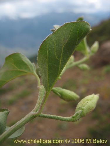 Convolvulus demissus의 사진