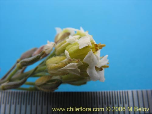 Draba gilliesii의 사진