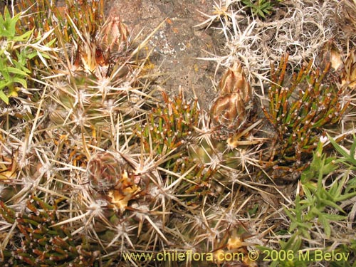 Image of Austrocactus philippii (Hiberno). Click to enlarge parts of image.
