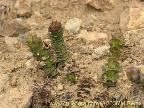 Bild von Nassauvia sprengelioides (). Klicken Sie, um den Ausschnitt zu vergrössern.