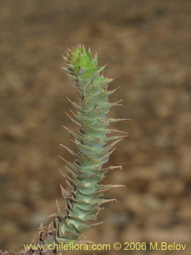 Bild von Nassauvia sprengelioides (). Klicken Sie, um den Ausschnitt zu vergrössern.