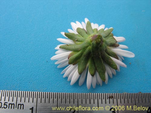 Image of Erigeron leptopetalus (). Click to enlarge parts of image.