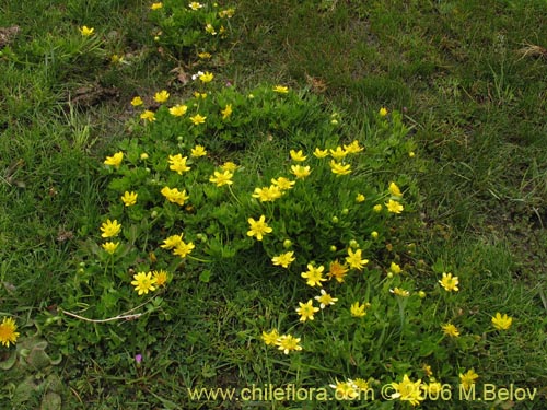 Imágen de Ranunculus peduncularis var. peduncularis (). Haga un clic para aumentar parte de imágen.