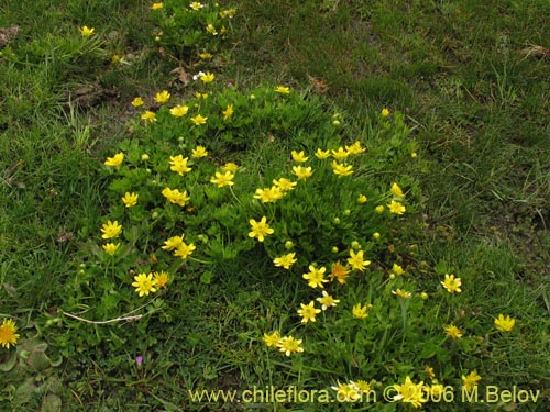 Ranunculus peduncularis var. peduncularisの写真