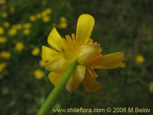 Imágen de Ranunculus peduncularis var. peduncularis (). Haga un clic para aumentar parte de imágen.