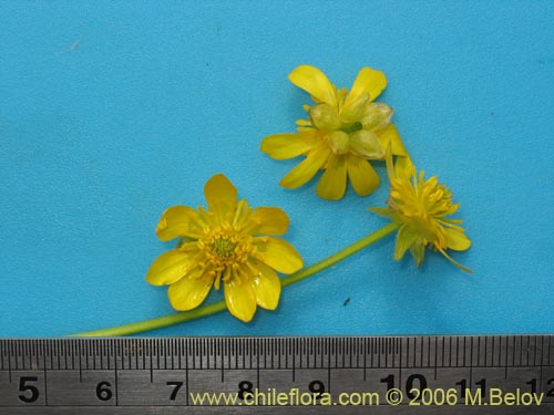 Фотография Ranunculus peduncularis var. peduncularis (). Щелкните, чтобы увеличить вырез.
